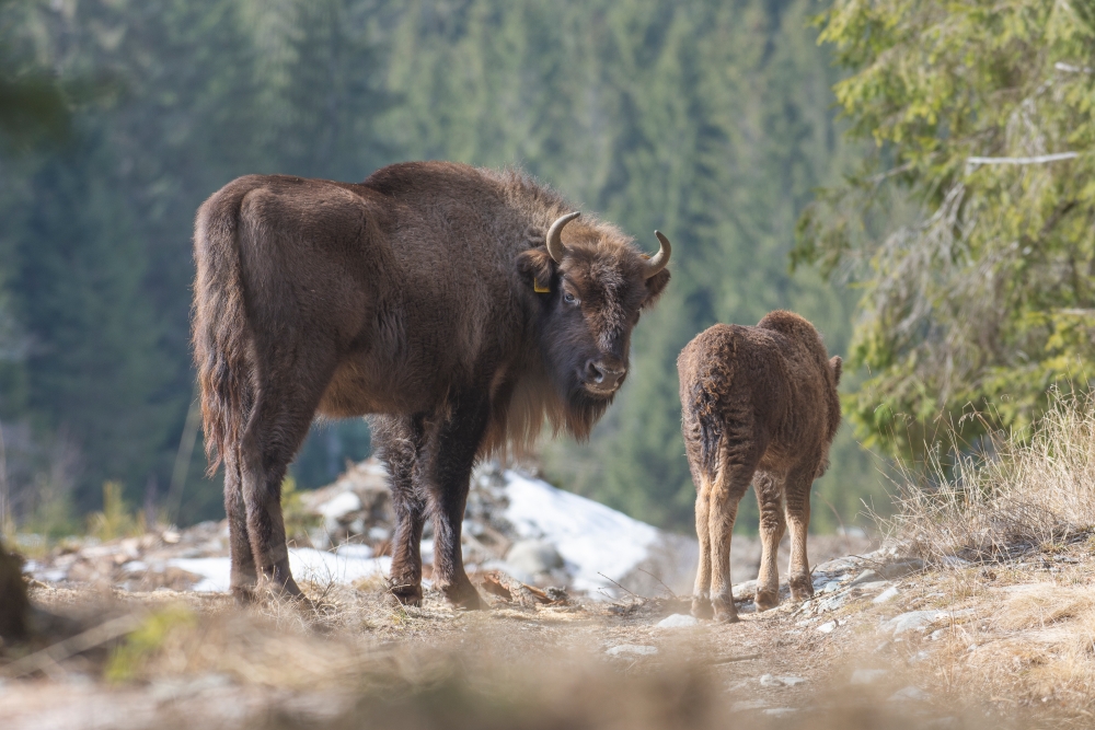 Foto:  Calin Serban