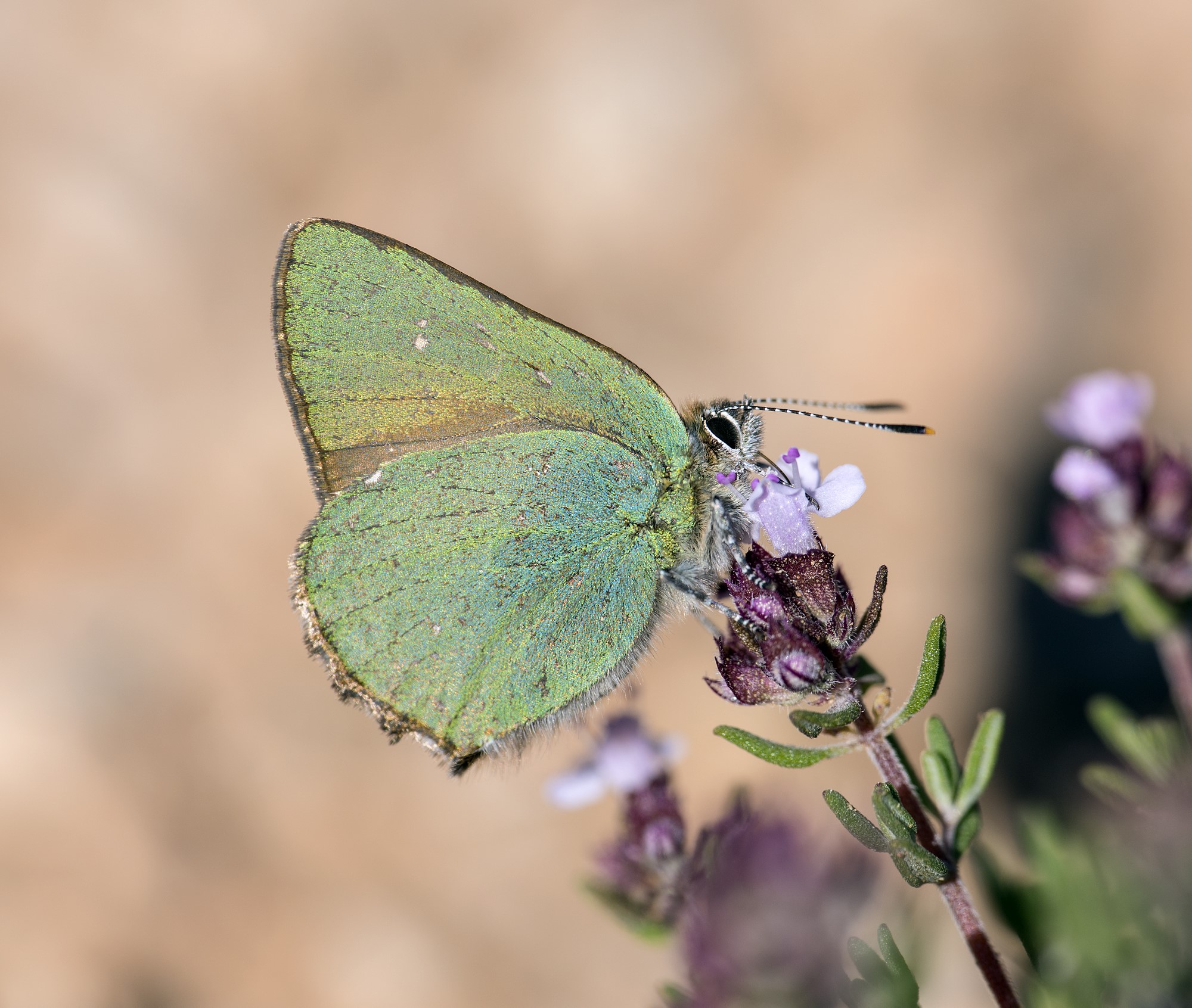 Callophrys rubi