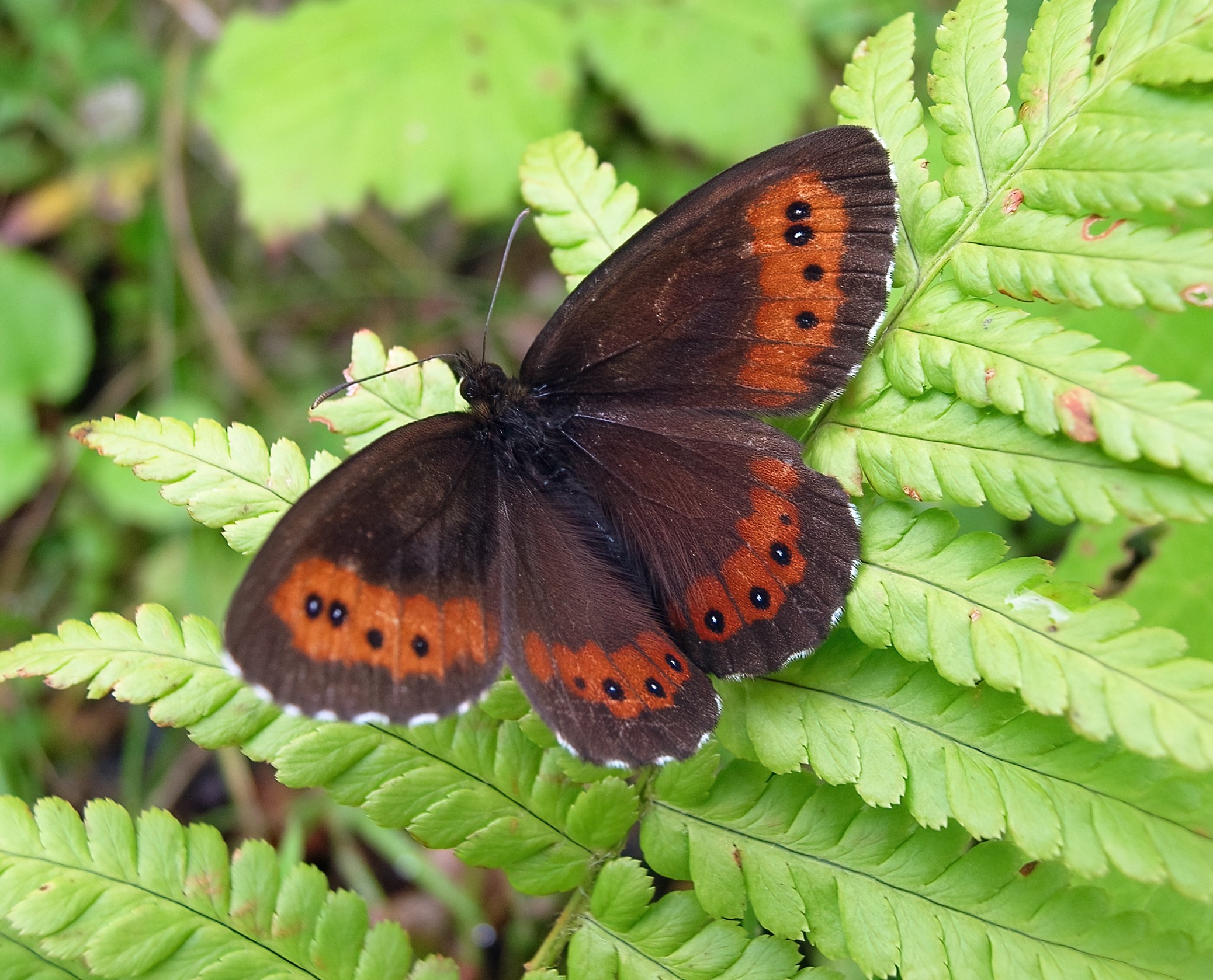 Erebia ligea