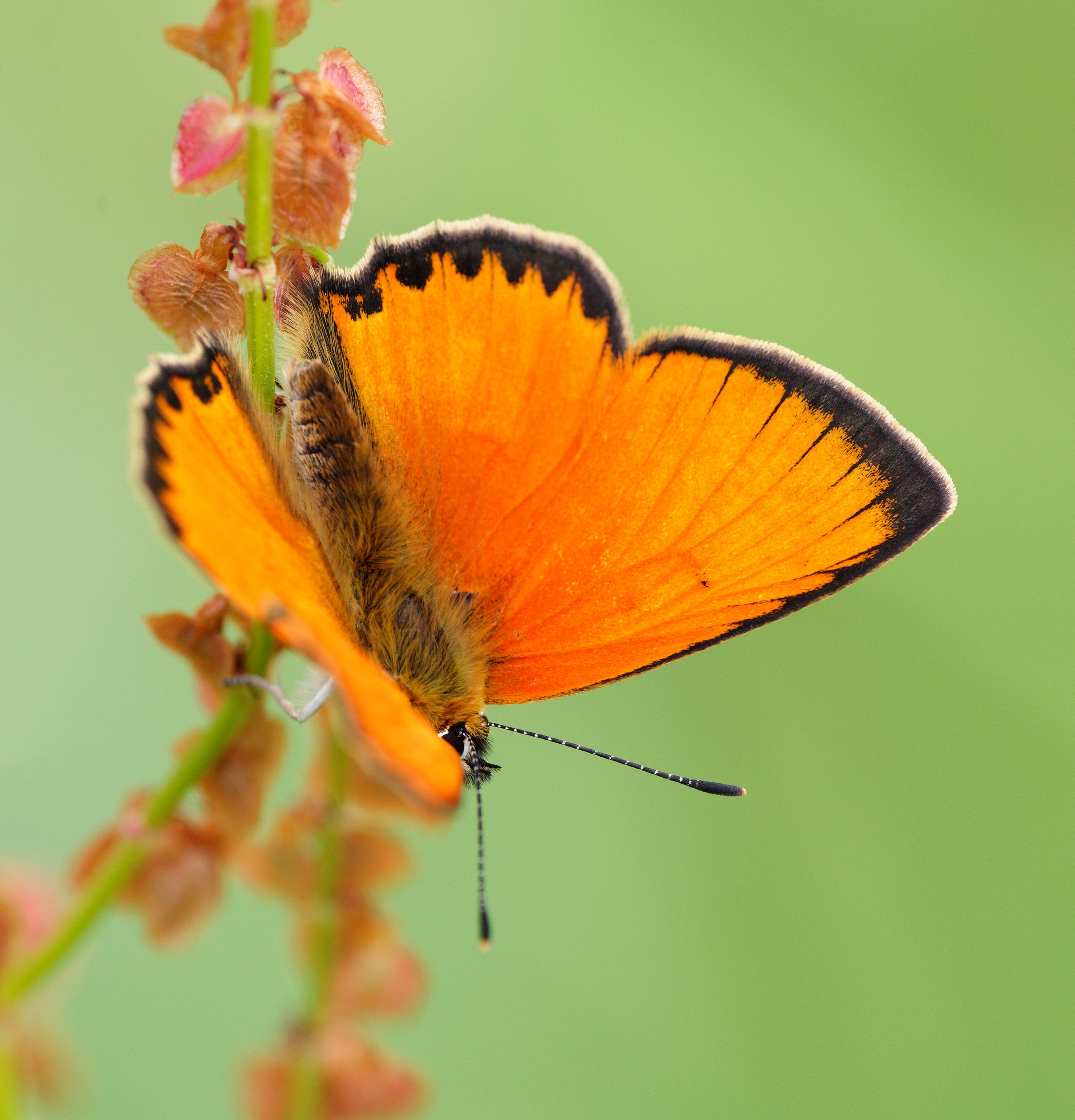 Lycaena virgaureae