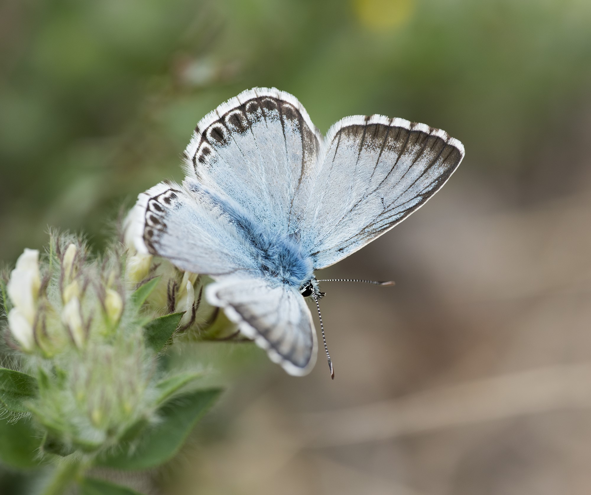 Lysandra hispana