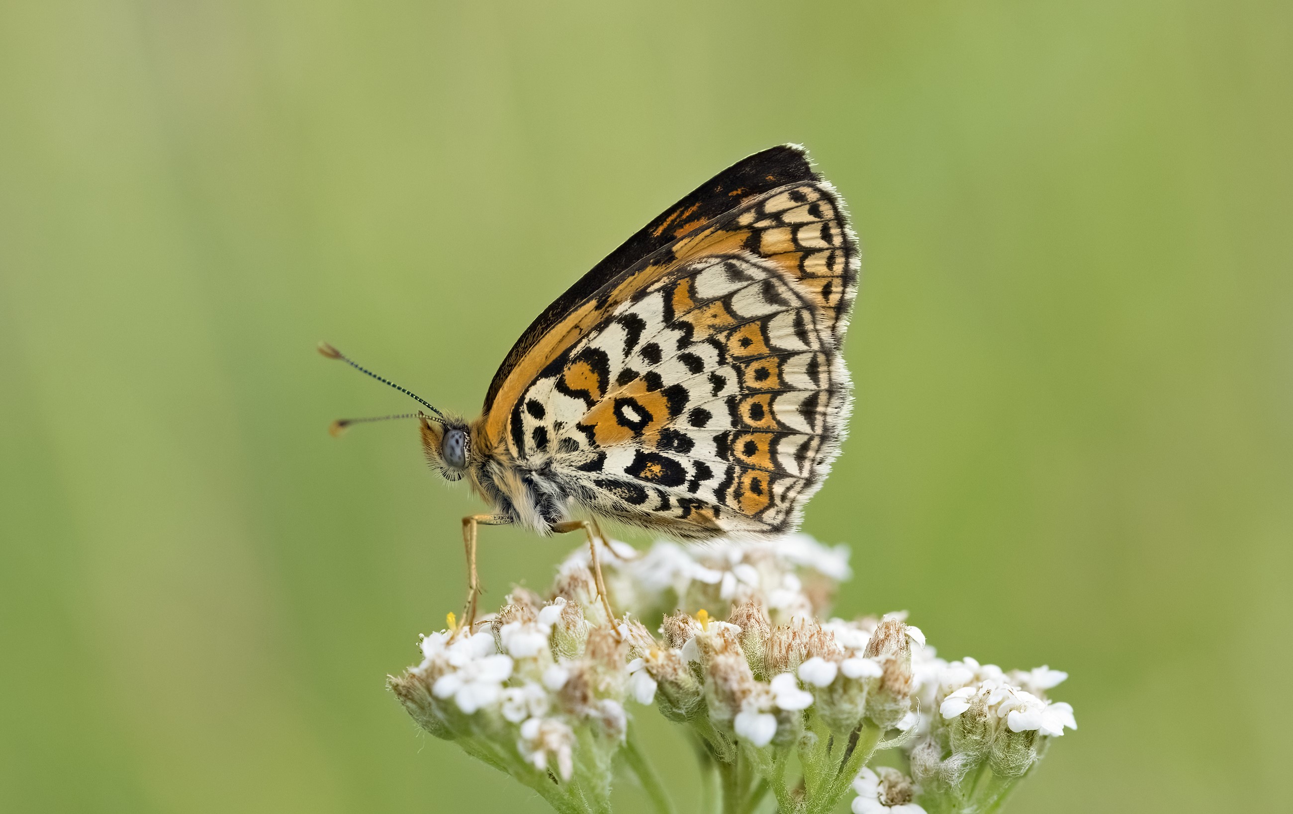 Melitaea arduinna