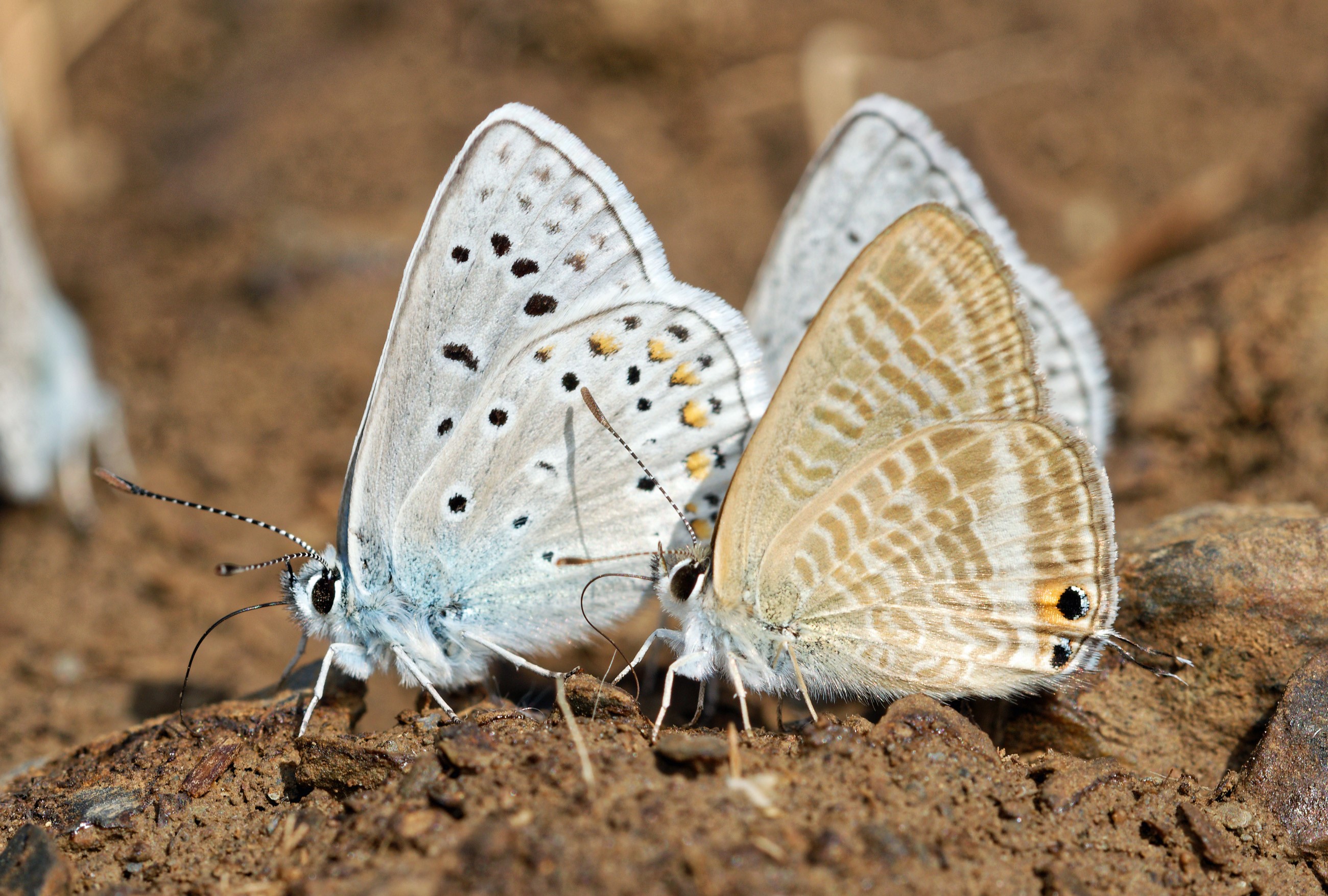 Polyommatus eros and Lampides boeticus