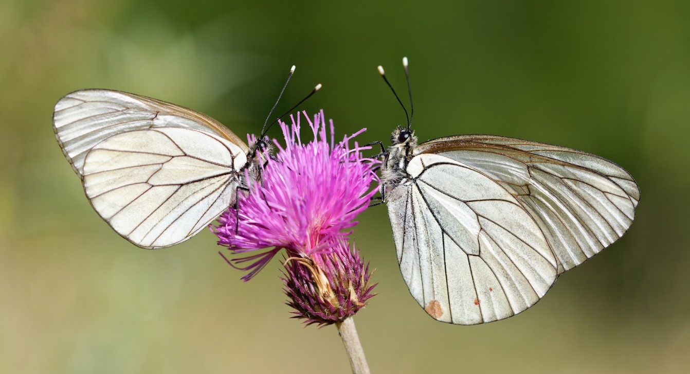 Aporia crataegi