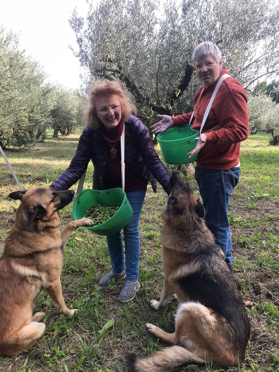 La cules de masline in Provence