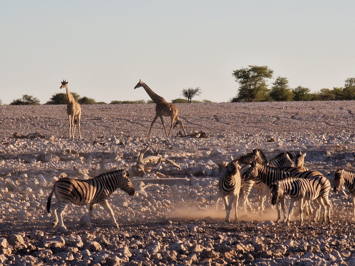 Girafe și zebre